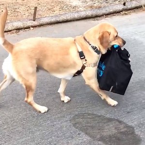 On the go go go! 👋🏼 | Try Not to Laugh