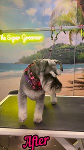 3K views · 21 reactions | Pet trim schnauzer haircut makeover | The Super Groomer | Facebook