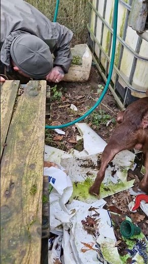 Ratting with Terriers catching big farm Rats