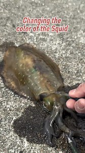 78K views · 595 reactions | This is how to changed the color of the Squid #fishing #fishinglife #squid | James Pelarios | Facebook