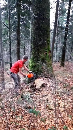 338K views · 1.5K reactions | Giant tree felling #fbreels #trees #cutting #felling #viralreels | Robert Climber | Facebook