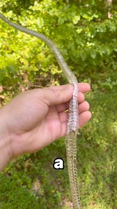 How to tell if a snake shed came from a venomous snake: 1. If the tail is complete (keep in mind sheds are often in pieces) - nonvenomous 2. Lack of “pit” between eye and nostril - nonvenomous These are just quick tips, there are more characteristics that can be used to further determine species. Send a pic to a professional if you’re unsure. | Tim in the Wild