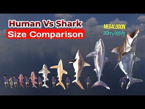 Size Comparison : Human Vs Shark