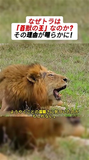 突然の嘔吐！このライオンは助かるのか？ #ライオンの運命 #自然のリアル #生命の瀬戸際 #サバイバルの現場 #救えるのか