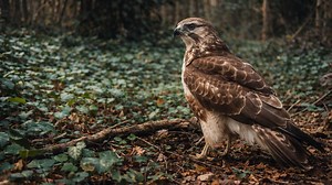 Here is what my camera trap captured in the forest