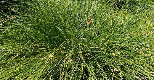 Carex Tumulicola Care: Learning To Grow Foothill Sedge