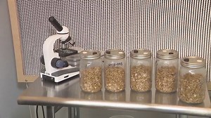 Denver’s 1st psilocybin mushroom cultivation facility begins operations
