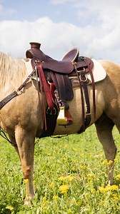 Today we are featuring another ranch saddle, this time we’re working on the horn! This saddle is on a Wade tree making it ideal for ranching buckaroos. This style of horn is loved by many because of the large horn. The bigger the neck of the saddle horn, the more friction the rope has against it, therefore, the less dallys a roper needs to take to hold his livestock. What style of Rancher do you like to ride? #circley #circleysaddles #saddlemaker #leatherwork #leathercraft #ranchsaddle #ranch #r