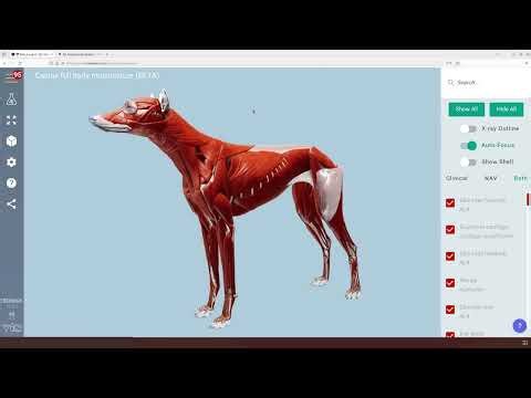 Canine full body musculature - 3D Veterinary Anatomy