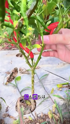 野菜を育てるのは実は難しくない，野菜をうまく育てたい，植え付けの知識は不可欠である！！#知識を広げよう#共有#植え付けのヒント