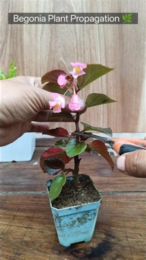 Begonia cutting propagation 🌱#begonia #gardening #garden #plants
