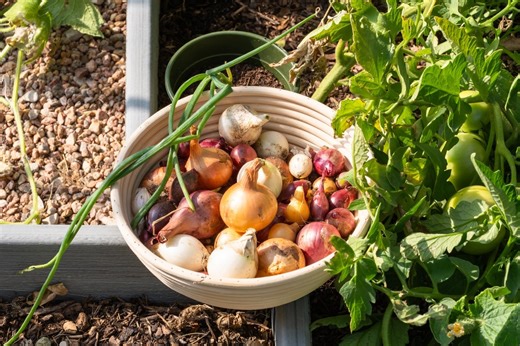 Une experte alerte : si vous rangez vos oignons à cet endroit, cela "favorise leur pourrissement" - Top Santé