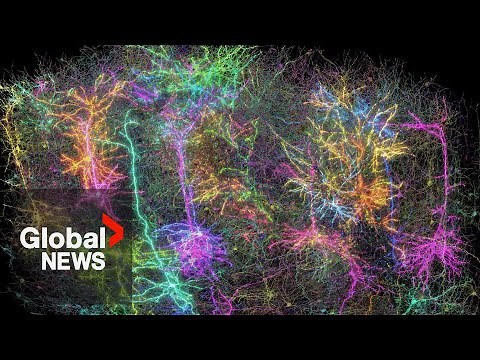 Scientists map part of a mouse's brain by making it watch 'The Matrix'