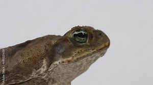 Cane Toad Marine Toad side profile - rack focus as he hops off screen