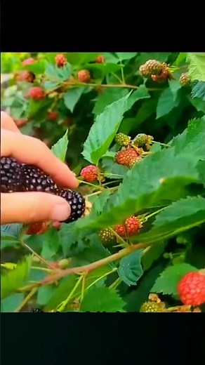 Grow raspberries at your home #shorts #raspberries #planting