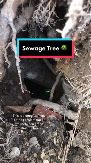 This healthy Ginkgo biloba street tree had a sewage pipe burst under it. In order to repair the pipe, the tree will probably need to be removed. #ginkgo #trees #arborist #pipe #sewage #philly #philadelphia