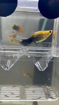Full video Molly fish giving birth in Breeding box #fishbreeding #givingbirth #livefish #fishfry