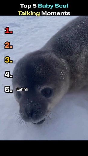 Discover the Adorable World of Baby Seals