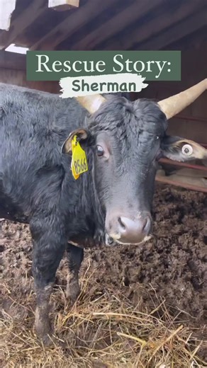 When rescued animals begin to feel safe, their unique personalities start shining through ❤️Sherman was very timid when he first arrived at the farm. He was fearful and he didn’t want people near him. It’s been five months and he’s slowly starting to come out of his shell and show us the playful, happy boy that was always inside him. It’s overwhelming and unbearable to think about the billions of cows we aren’t able to save. We hope to someday see a vegan world for them. 💔Until then, we will fo