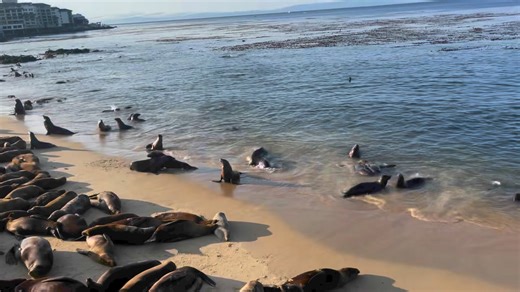 In Monterey - and observing firsthand the national news story about seals and Sea Lions that are partying on a beach one block from Cannery Row for the first time! Thought you’d enjoy this-pretty adorable - but the smell is.. another matter haha 🤣🦭 | David Pack