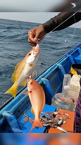 Catching Vermilion Snapper & Yellowtail Snapper in the Sea #fishing #fishingvideos #fishingtime #Vermilionsnapper #yellowtailsnapper #yellowtailfishing | Kadal Ulagam