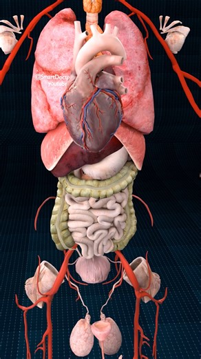 Smart Doctor Pro on Instagram: "Beyond the Visible Anatomy Journey ♻️✨ . . General Overview of Internal Organs Definition: Internal organs are structures within the body that perform specific functions necessary for life. Number: Approximately 78-80 in the human body. Location: Primarily located within the body cavities (cranial, thoracic, abdominal, and pelvic). Function: Each organ has a specialized role, contributing to the overall homeostasis and survival of the organism. Organ Systems and E