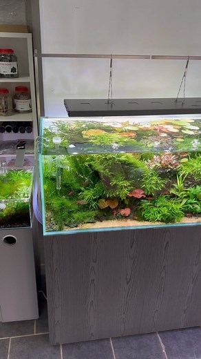 12K views · 309 reactions | Aquarium Gardens on Reels | Facebook
