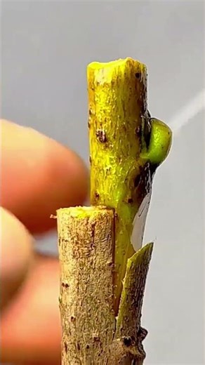 Trimming the end of a wooden dowel rod precisely using a sharp blade