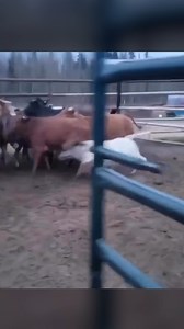 22K views · 414 reactions | If there's one thing we've learned it's that cow dogs can come in many shapes and sizes  | Wrangler Western | Facebook