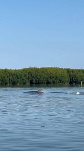 8.6K views · 484 reactions | Check out this dolphin chasing fish in the shallows of Shell Key  | Get Up And Go Kayaking | Facebook