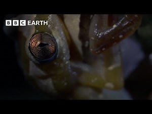 The Mating Ritual of Frogs | Narrated by David Attenborough | Africa | BBC Earth