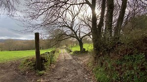 Why these four species are hit by cars at alarming rates