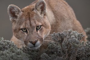 Fundación Rewilding Chile - The Legacy of Tompkins Conservation