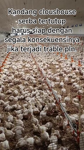 Jangan pernal mengabaikan harus siap siaga #ayambrouler #kandangcloushouse | Herry Heryanto