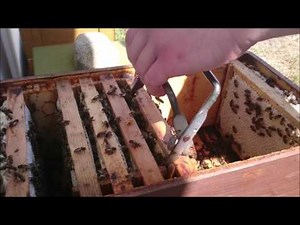 Ablegerbildung im Mini-Plus-System