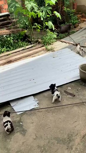 9.1K views · 43 reactions | Dog vs snake  #reel #viral #fun #share #snake #dog #dogvssnake #trend #funnyreels #comedy #memes #funnyreels #reels #Facebook #virals | Kashif Raza | Facebook