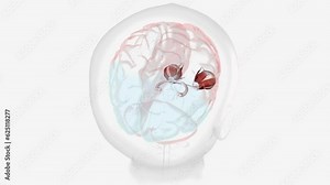 Normal Visual Pathway with Eye Movement Stock Video