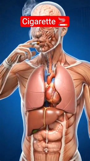 The Science of Smoking 🚬: What Happens to Your Body? | Human Biology Explained ! #shorts #healthtips