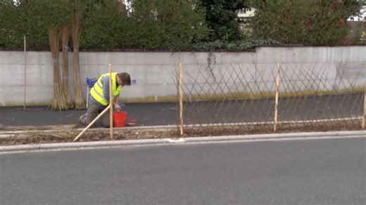 189 04 Plantations de saules rte du Rhin