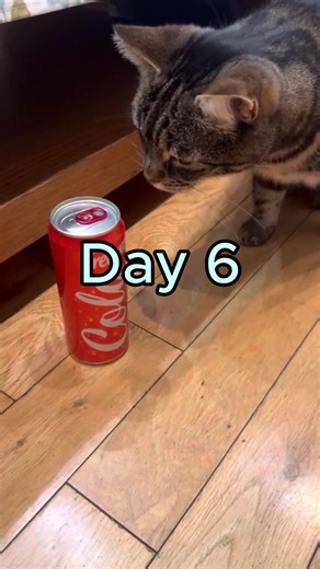 Day 6 of using Blender everyday to improve my Blender skill. 🥤 This is day 6 of my own personal blender challenge to improve my skills in Blender so I can be a better 3D artist and modeler and potentially learning new skills as I improve on creating my own assets. Today I made a fizzy drink (cola/coke) because holy smokes do I love me some cola. I think cola over pepsi, you can argue with a wall. sniff sniff Once again, any advice and tips to improve is aswell welcomed! Tiktok: starr33d Instagr