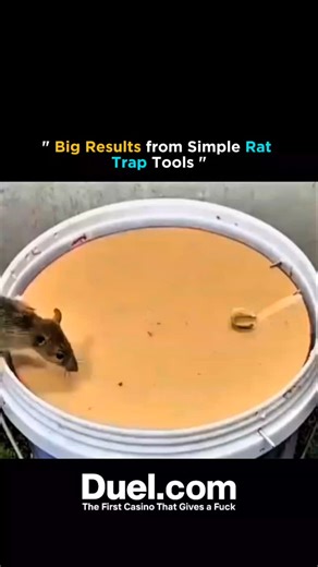 Physics Explorer on Instagram: "A simple rat trap may look basic, but it can deliver surprisingly big results. These tools use a clever mechanical design that relies on bait and a quick-spring mechanism to catch rodents effectively. When a rat tries to take the bait, even the slightest movement triggers the trap, instantly capturing it. Despite being low-cost and easy to set up, these traps are highly efficient for controlling rat populations in homes, farms, and storage areas. Their simplicity,