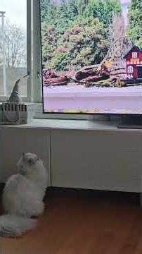 Watching TV Cat Lucy 😴 | Relaxing Video for Watching TV& Calm