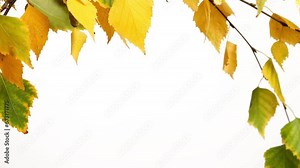 autumn colored birch tree leaf branch isolated on white background for overlay decoration, cutted out of natural texture template, slow motion breeze
