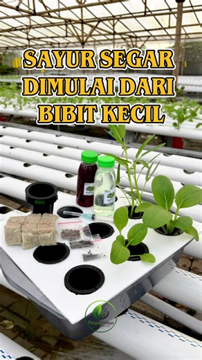 Mulai tanam sayur segar dari rumah itu gampang banget! 🌱 Dengan Starter Kit Hidroponik ini kamu sudah bisa menanam sayur sendiri dari bibit kecil sampai panen 🥬 Cocok untuk: ✅ Pemula belajar hidroponik ✅ Edukasi anak tentang menanam ✅ Urban farming di rumah ✅ Hobi yang bisa jadi peluang bisnis Dalam 1 paket sudah ada: 🌱 Bibit sayur 🧱 Rockwool media tanam 🧴 Nutrisi hidroponik 🪴 Netpot 💧 Alat bantu tanam Tanam sehat, panen sendiri, makan lebih fresh! 🥗 Follow untuk tips hidroponik Petani U