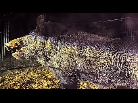 Trapped 4 MONSTER size boar hogs in one week. Huge cutters.