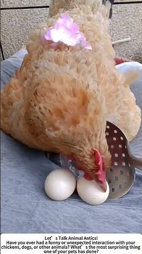 The Chicken Exchange – Rice for Eggs! 🐔🥚