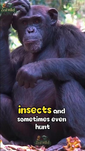 Amazing Facts About chimpanzee by Zed Wild Know