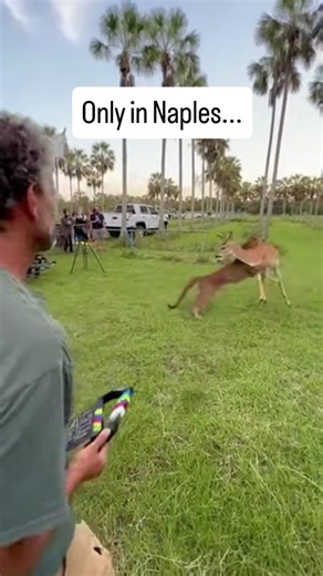 Florida panther activity is one of the rarest sights in North America, and moments like this show why Southwest Florida is such an important habitat for the species. The Florida panther is an endangered subspecies with an estimated population of roughly 120 to 230, almost all living in Collier and the surrounding counties. The open grass, scattered palms, and quiet edges of preserved land create natural corridors where panthers move, hunt, and travel between protected areas. Deer are a primary f