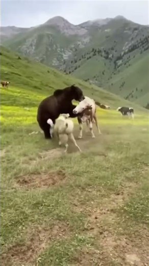 Bear Attacks Cow in Kazakhstan — Brave Shepherd and Dogs Save the Day!
