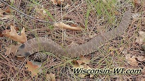 Eastern Hognose Snake